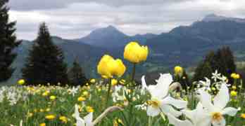 Narcissus in Blonay